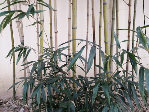 绿竹子