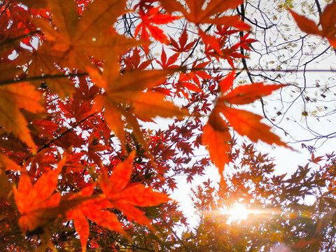 唯美紅葉