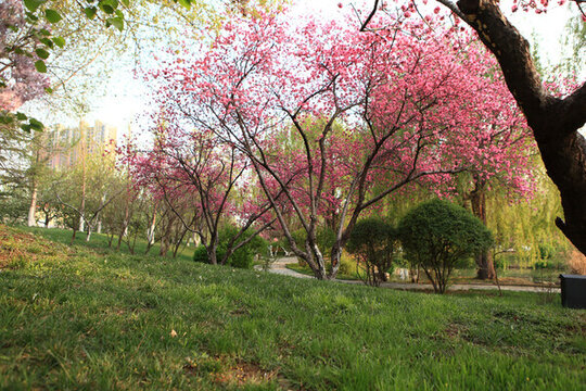 春天的公園