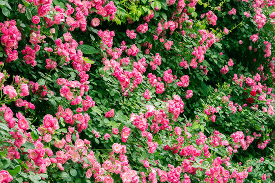 夏至薔薇