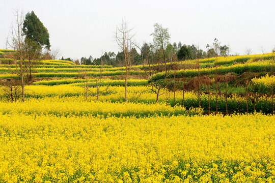 油菜花