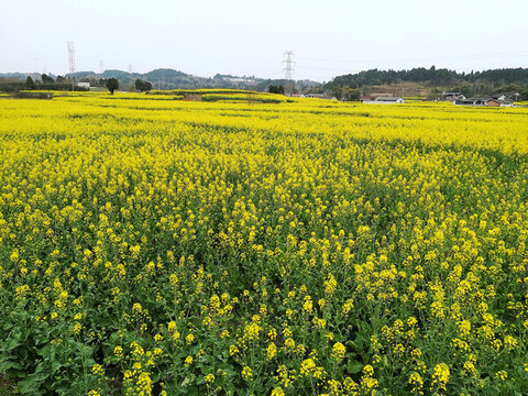 油菜地