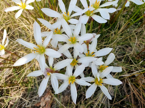 韭蘭花