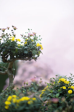 詠菊