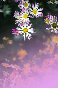 詠菊