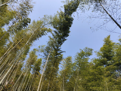 竹子