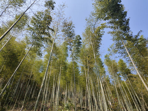 竹林