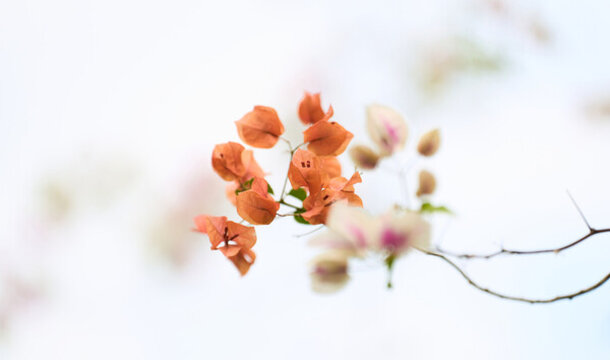 一束杜鵑花