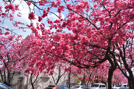 小區(qū)櫻花