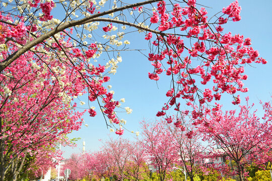 櫻花