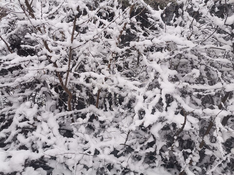 雪景