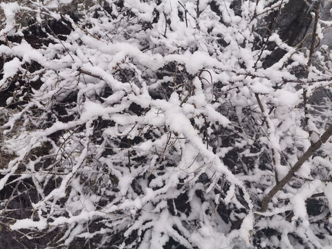 雪景