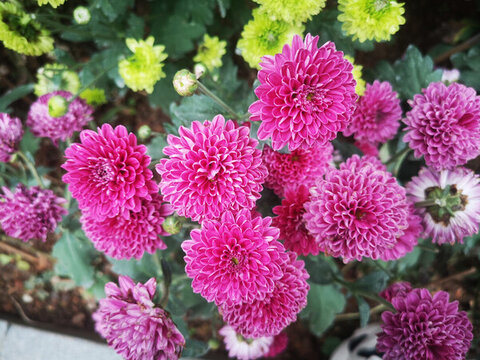 菊花