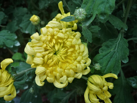 菊花