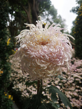 菊花