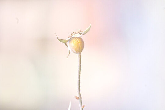 月季花