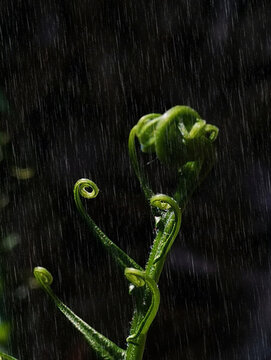 蜈蚣风尾蕨黑背景绿植光景雨水