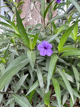 綠葉紫色牽牛花