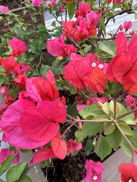 紫紅大花朵