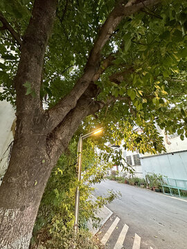 燈光與樹(shù)干
