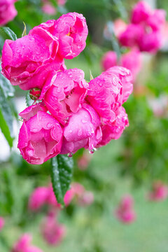 雨后花朵月季花