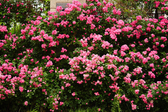 夏至夏季薔薇花