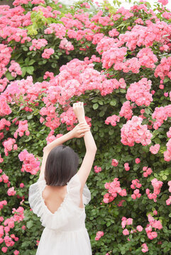 夏至夏季薔薇花