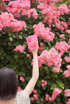 夏至夏季薔薇花