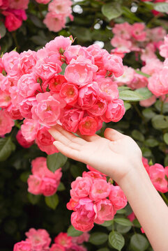 夏至夏季薔薇花
