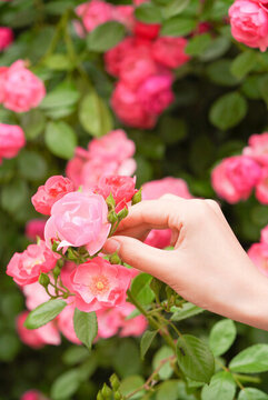 夏至夏季薔薇花