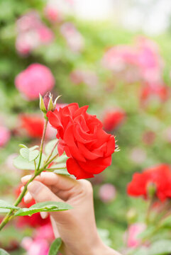 夏至夏季薔薇花