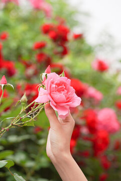 夏至夏季薔薇花