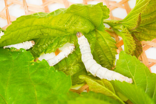 小滿養(yǎng)蠶蠶寶寶