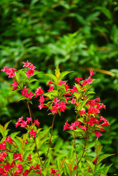 紅王子錦帶花花朵