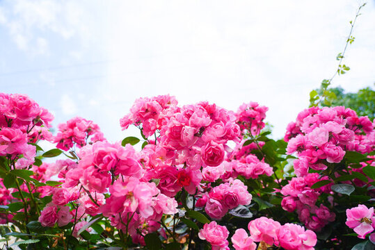 薔薇