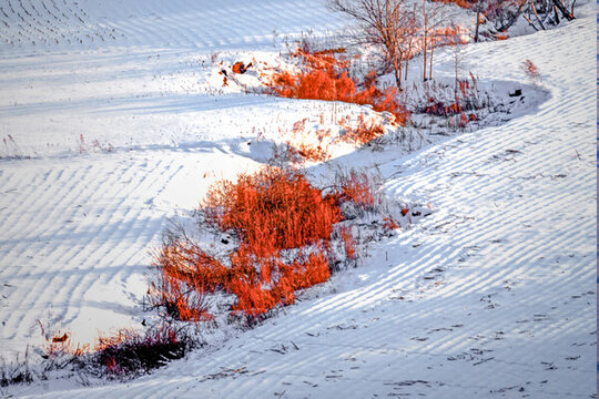 雪地白雪