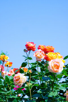 月季花朵