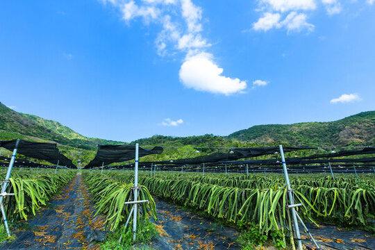 火龍果種植園