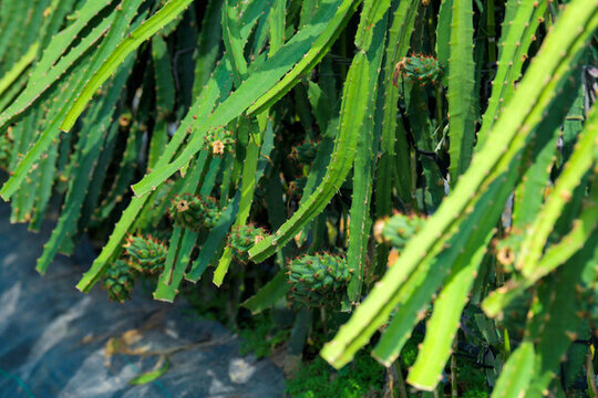 火龍果種植園