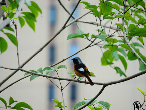 鳥兒畫意