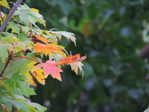 漸變紅葉