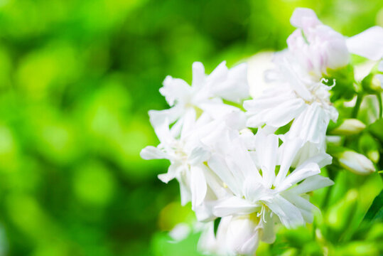 玉簪花