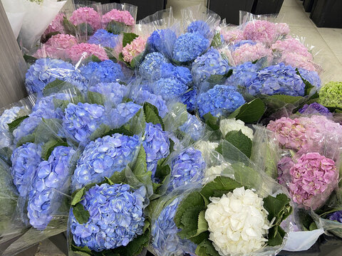 繡球花