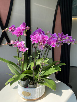 蝴蝶蘭花