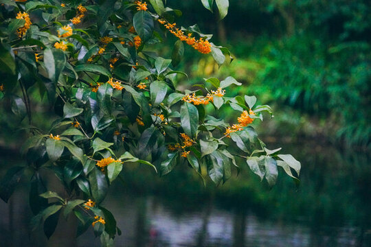 丹桂花