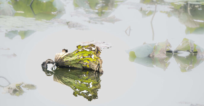 殘荷