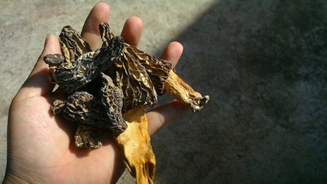 新鮮羊肚菌