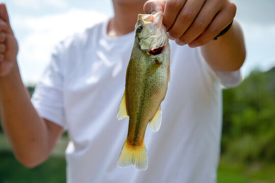 水產(chǎn)專家檢查大口黑鱸魚苗