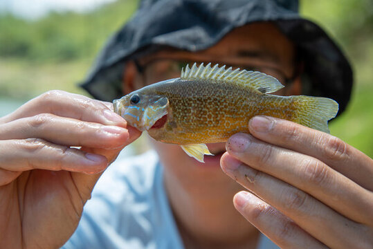 水產(chǎn)專家檢查太陽魚魚苗