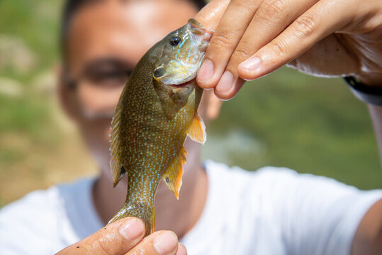 水產(chǎn)專家檢查太陽魚魚苗